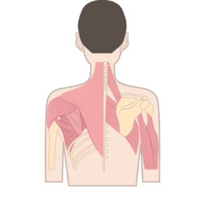 肩甲骨に付着する筋肉のイラスト
