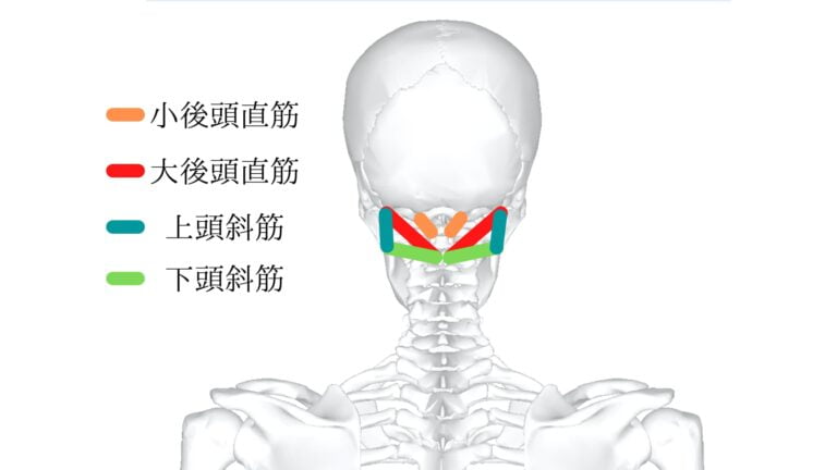 後頭下筋群