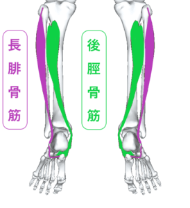 長腓骨筋と後脛骨筋のイラスト