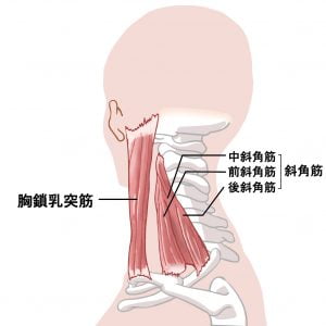 頚部側面の筋肉