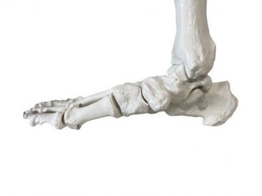 足部骨格模型の写真