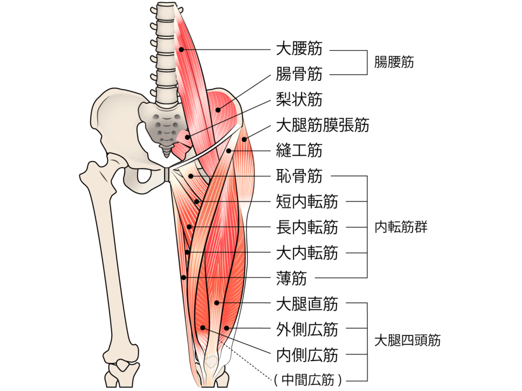 股関節前面の筋肉