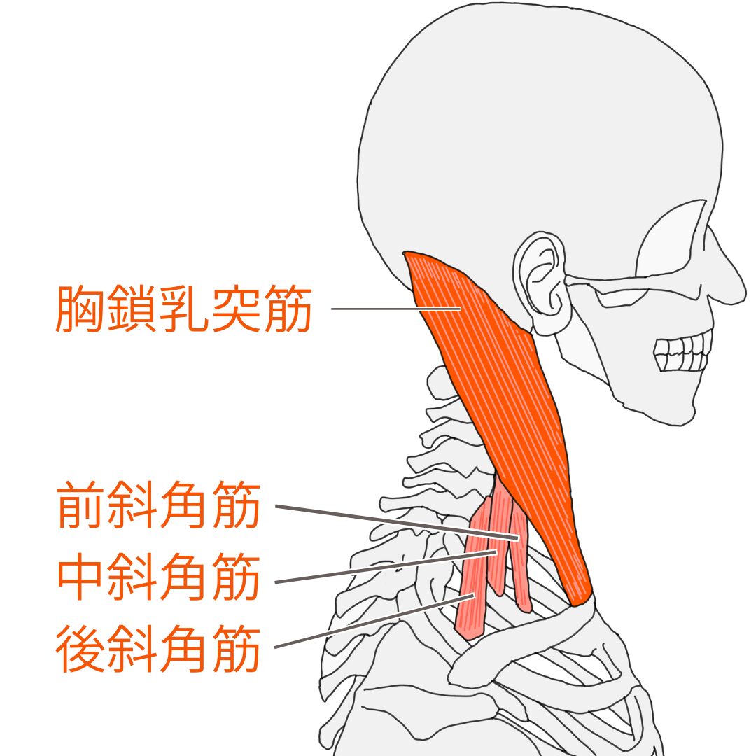 胸鎖乳突筋と斜角筋