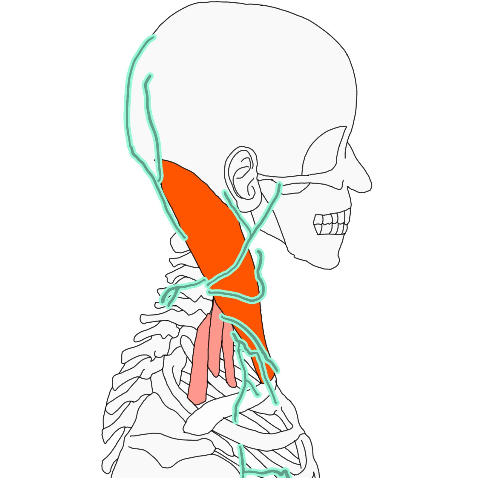 頚神経叢と筋肉