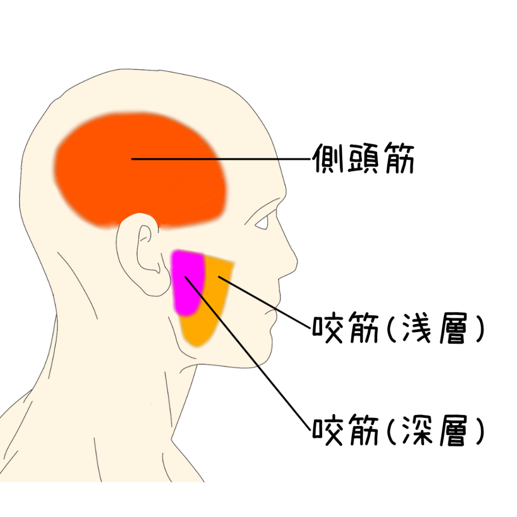 咬筋